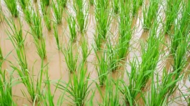 Çiftlik Terasında dağa doğru giden pirinç yeşilinin kapalı manzarası. 