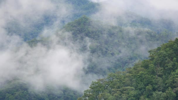 Niebla Sobre Montaña Bosque Verde Ubicación Norte Tailandia — Vídeos de Stock