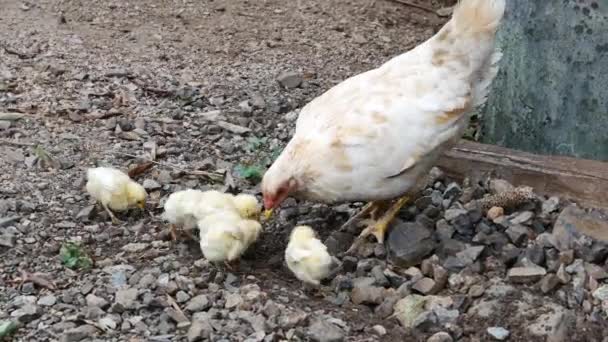 Οικογένεια Κοτόπουλων Σκάβει Φαγητό Στο Έδαφος — Αρχείο Βίντεο