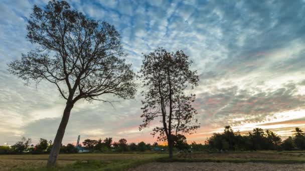 Árvore Estão Sob Céu Nublado — Vídeo de Stock