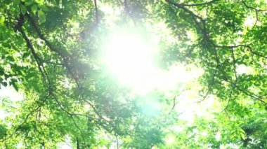 Yaprağın kapağı Parkta güneş ışığı eşliğinde hareket ediyor 