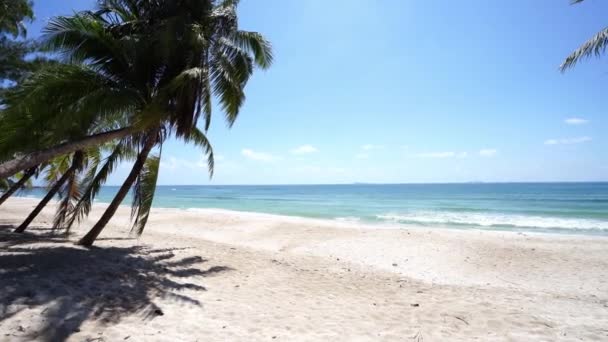 Albero Cocco Piedi Sulla Spiaggia Sotto Cielo Limpido Tropicana Posizione — Video Stock