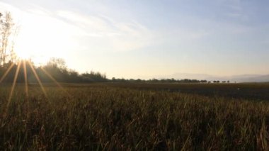 Günışığı arkaplan dosyasına sahip yeşili kapat