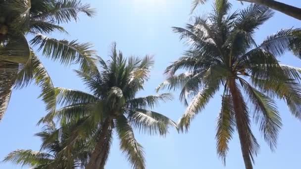 Coconut Träd Står Stranden Klar Himmel Tropicana Land Läge Söder — Stockvideo