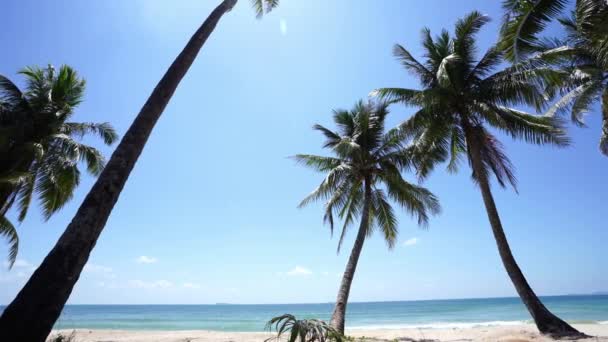 Coconut Träd Står Stranden Klar Himmel Tropicana Land Läge Söder — Stockvideo