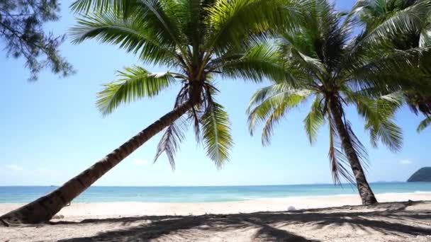cocotier debout sur la plage sous un ciel dégagé à Tropicana lieu de campagne au sud de Thaïlande