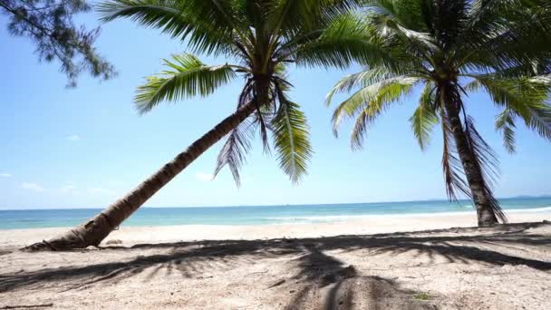 Árbol Coco Pie Playa Bajo Cielo Despejado Ubicación Del País — Vídeos de Stock