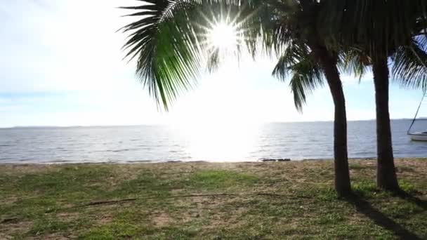 Coconut Träd Står Stranden Klar Himmel Tropicana Land Läge Söder — Stockvideo