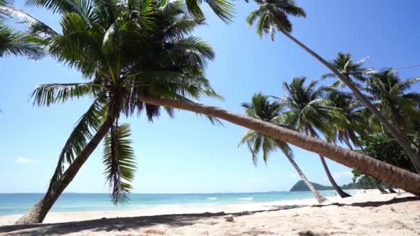 Kokosnoot Boom Het Strand Onder Heldere Hemel Tropicana Land Locatie — Stockvideo