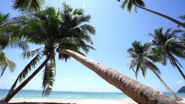 Coconut Träd Står Stranden Klar Himmel Tropicana Land Läge Söder — Stockvideo