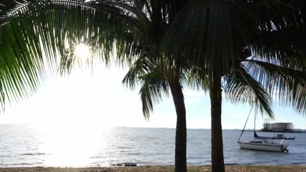 Coconut Träd Står Stranden Klar Himmel Tropicana Land Läge Söder — Stockvideo