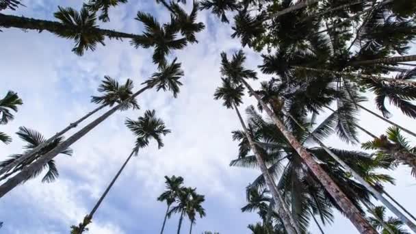 Molnig Himmel Ovansidan Palmen Gården Läge Söder Thailand — Stockvideo