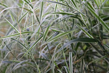 Rüzgarda yeşil çimen