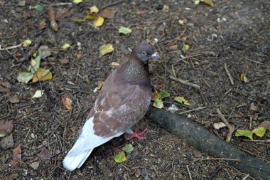 Güvercin yerde. Yakın plan.
