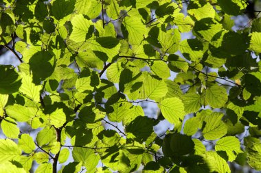Güneşte yeşil yapraklar