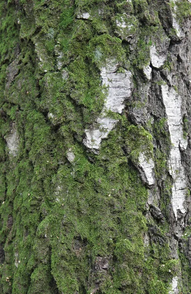 有苔藓的桦树树皮 — 图库照片