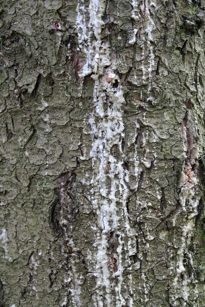 Corteccia Abete Rosso Con Resina — Foto Stock