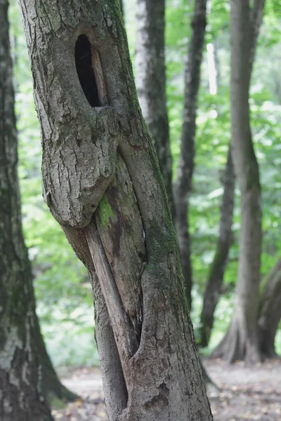 森林里有一株树洞的老树 — 图库照片