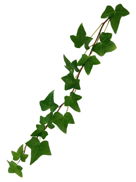Ivy on white background