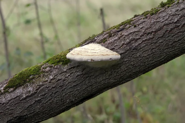 Champignons Sur Arbre Gros Plan — Photo