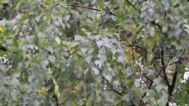 Birch rüzgarda savruluyor.