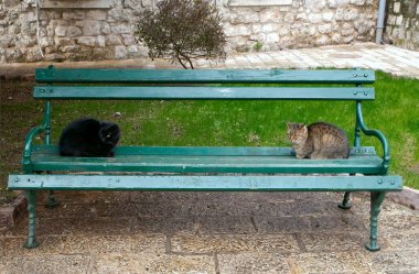 Bahçede iki kedi
