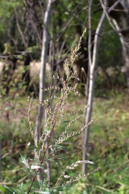 Çayırda sonbahar çiçeği