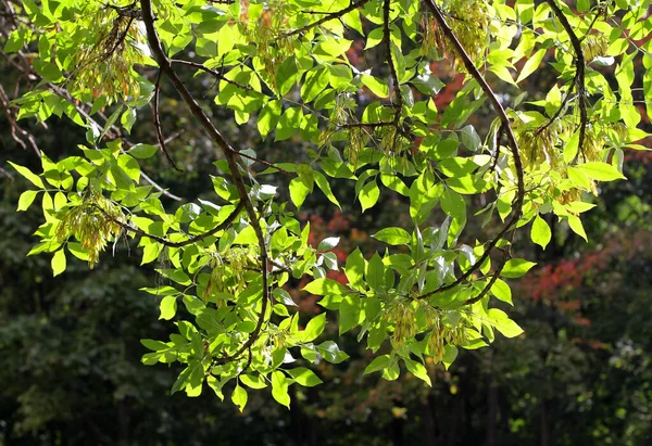 Πράσινα Φύλλα Στο Δάσος — Φωτογραφία Αρχείου