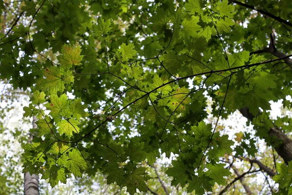 Feuilles Vertes Dans Forêt — Photo