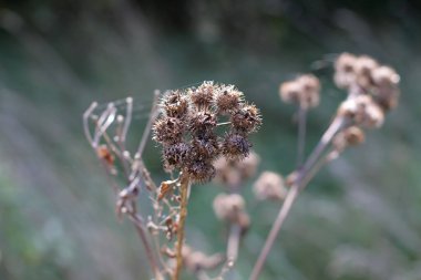 Örümcek ağlı Burdock. Yakın plan.