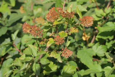 Yeşil çalı ve kızıl çalı