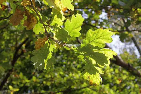 Primer Plano Las Hojas Roble Contra Cielo Azul —  Fotos de Stock