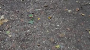 Orman yolunda yürü. Yakın plan. Sonbahar.