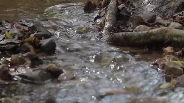 Närbild Skogsbäcken — Stockvideo