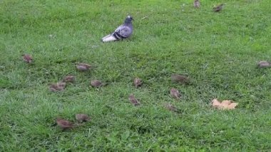 Serçeler ve güvercinler çimlerin üzerinde