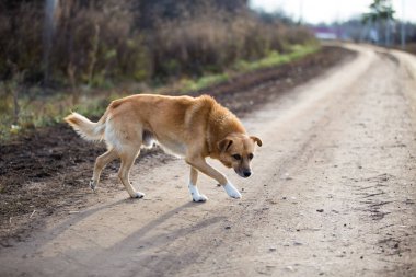 yolda yabancı köpek