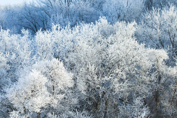 Geada Nos Ramos Inverno — Fotografia de Stock