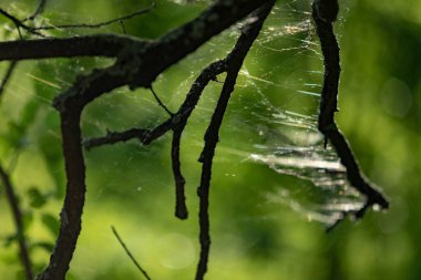 Ağaç dalları üzerindeki eski örümcek ağı