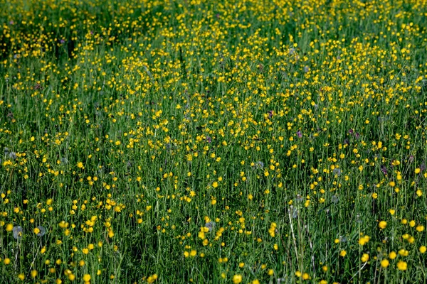 Λιβάδι Buttercup Πράσινο Φόντο — Φωτογραφία Αρχείου