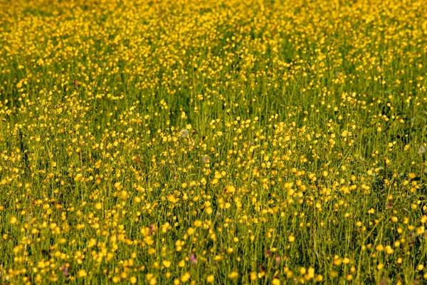 Wiese Mit Vielen Gelben Wildblumen Butterblume — Stockfoto