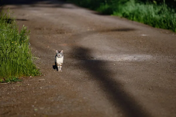 Osamělá Divoká Kočka Šedá Sedí Dešti Silnici Dívá Přímo Diváka — Stock fotografie