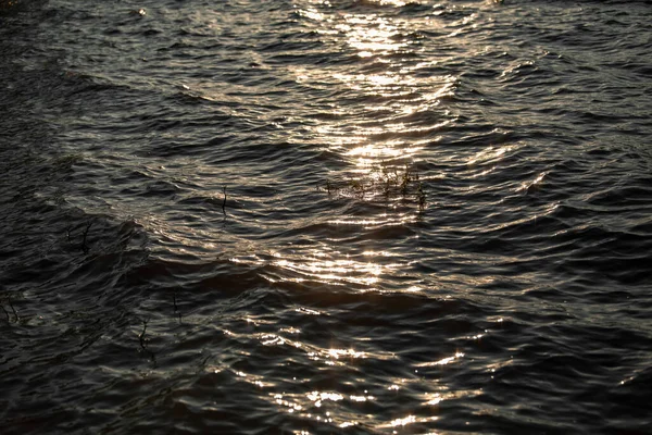 Fale Fale Powierzchni Morza Wieczorem Wodzie Widoczne Również Gałęzie Glonów — Zdjęcie stockowe