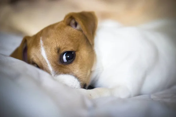Jack Russell Terrier Valp Ligger Sängen Med Sorgsna Ögon Stockbild