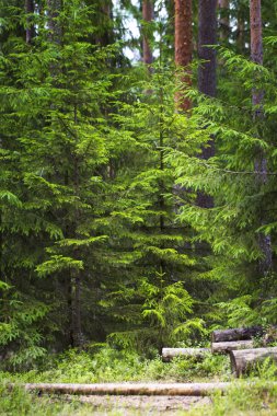 Orman iz çam ile iğne yapraklı ormandaki ağaçlar, ağaçlar ve günlükleri