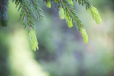 Arka plan bulanık, seçici odak köknar yeşil dallarda