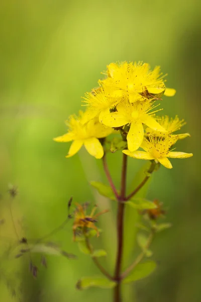 Flores Amarillas Hipericum Plantas Perennes Sobre Fondo Brillante — Foto de Stock