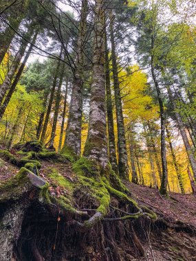 Kırık zeminden sarkan ağaç kökleri kayın ağacı ormanındaki yosunlarla kaplı.