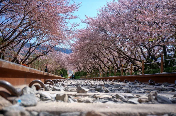 Tren raylarının üzerinde çiçek açan pembe kiraz ağaçlarının altında kayalar var. Ön korkuluklara yakın çekim
