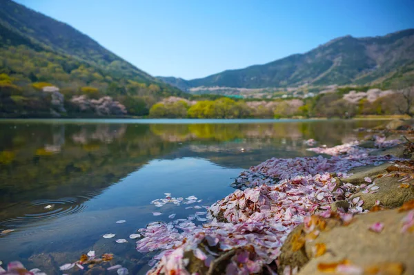Gölde pembe kiraz yaprakları barışçıl doğal arka plana karşı.