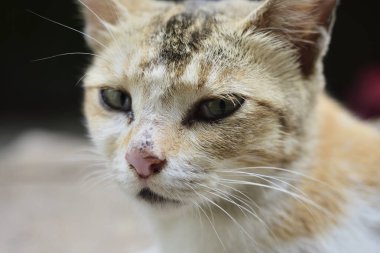 Beyaz yerli kedi portre Close-up